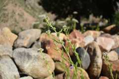 Achillea millefolium